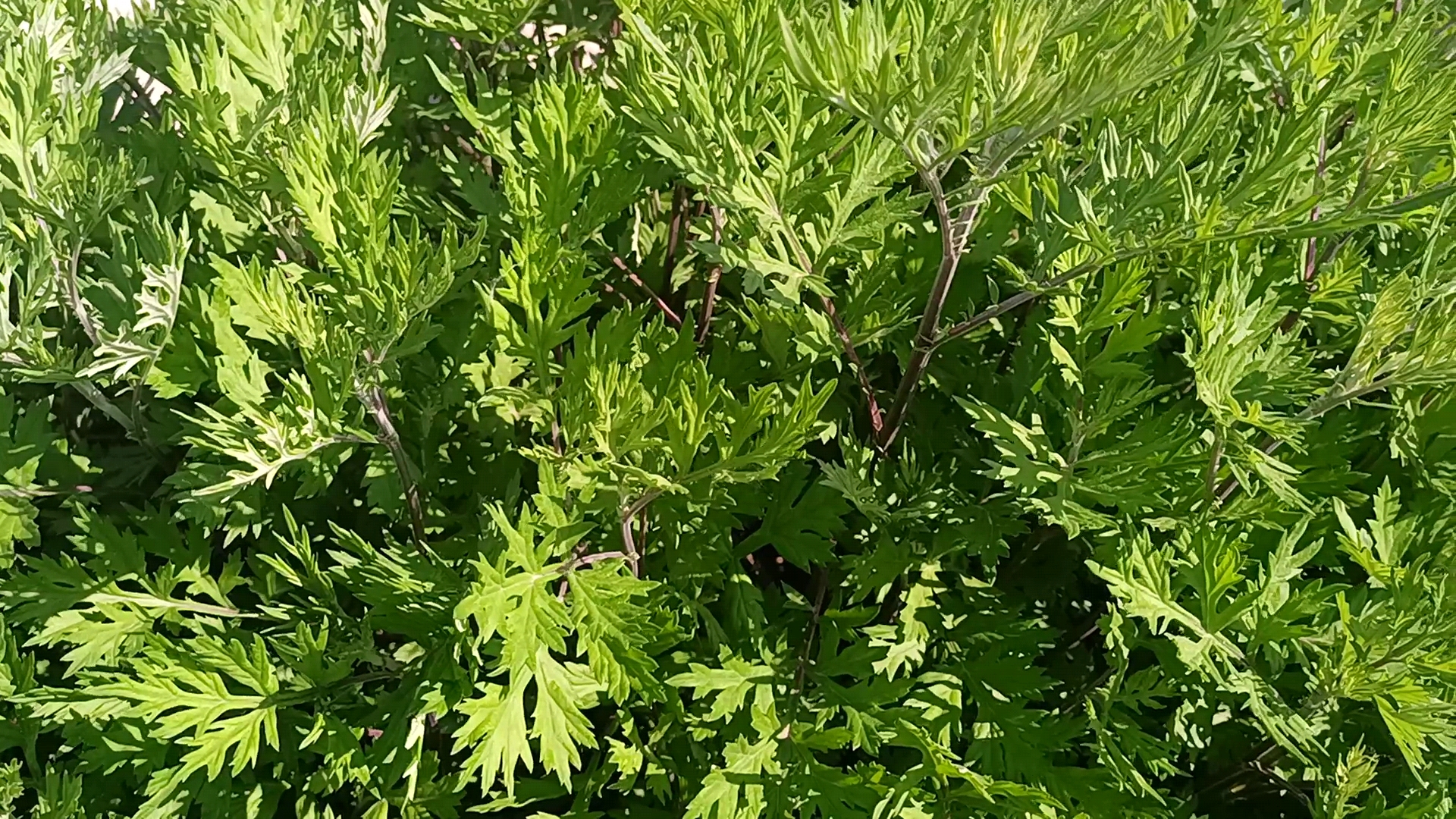 紫红色的茎杆绿色叶子图片