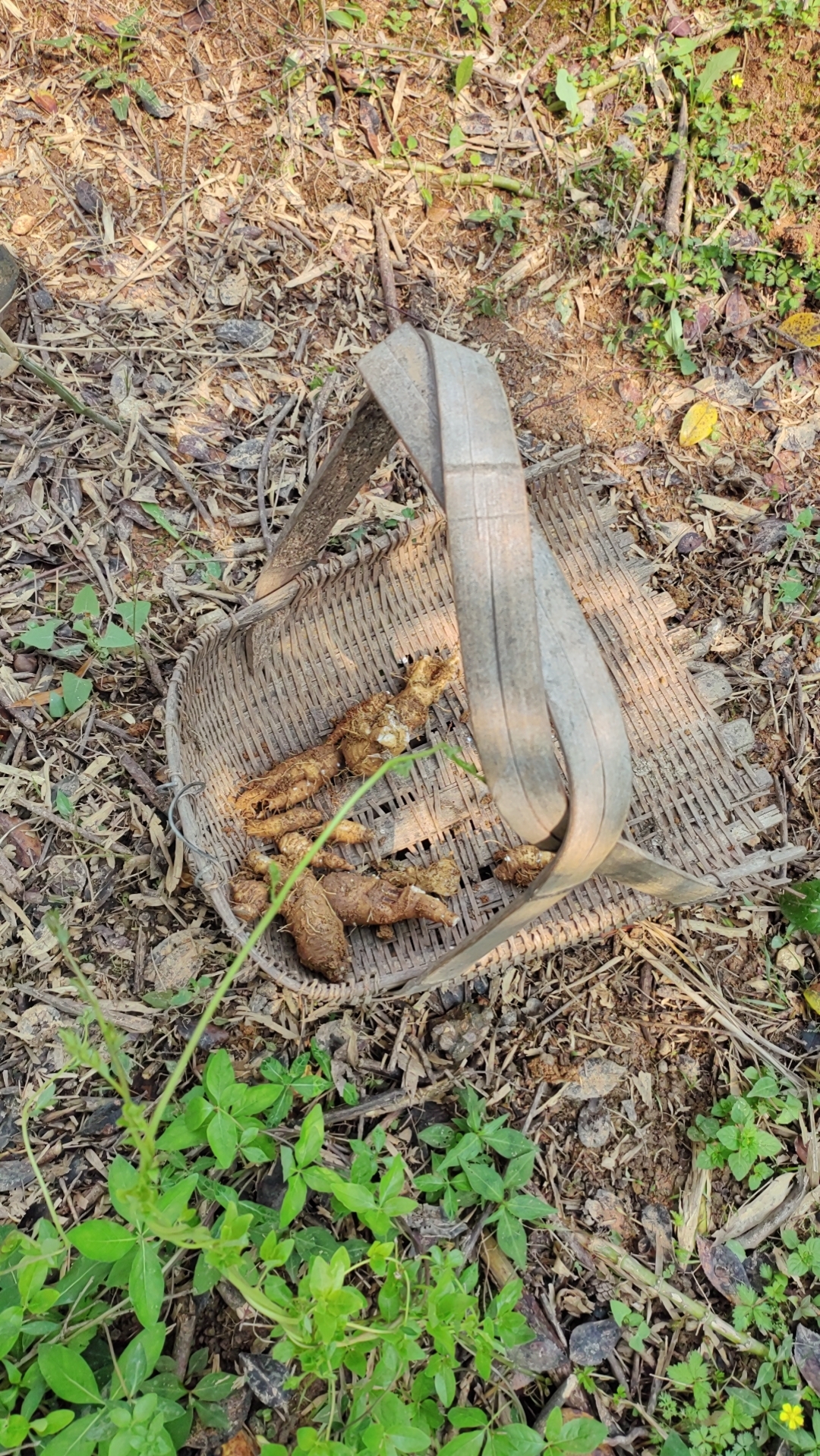 黄金野生山萝卜