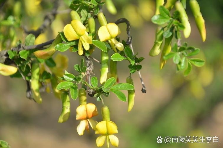 百花吟》) 花黄叶绿娇 豆科清新小 锦鸡连襟妹 欧来金雀儿 叶三花蝶串