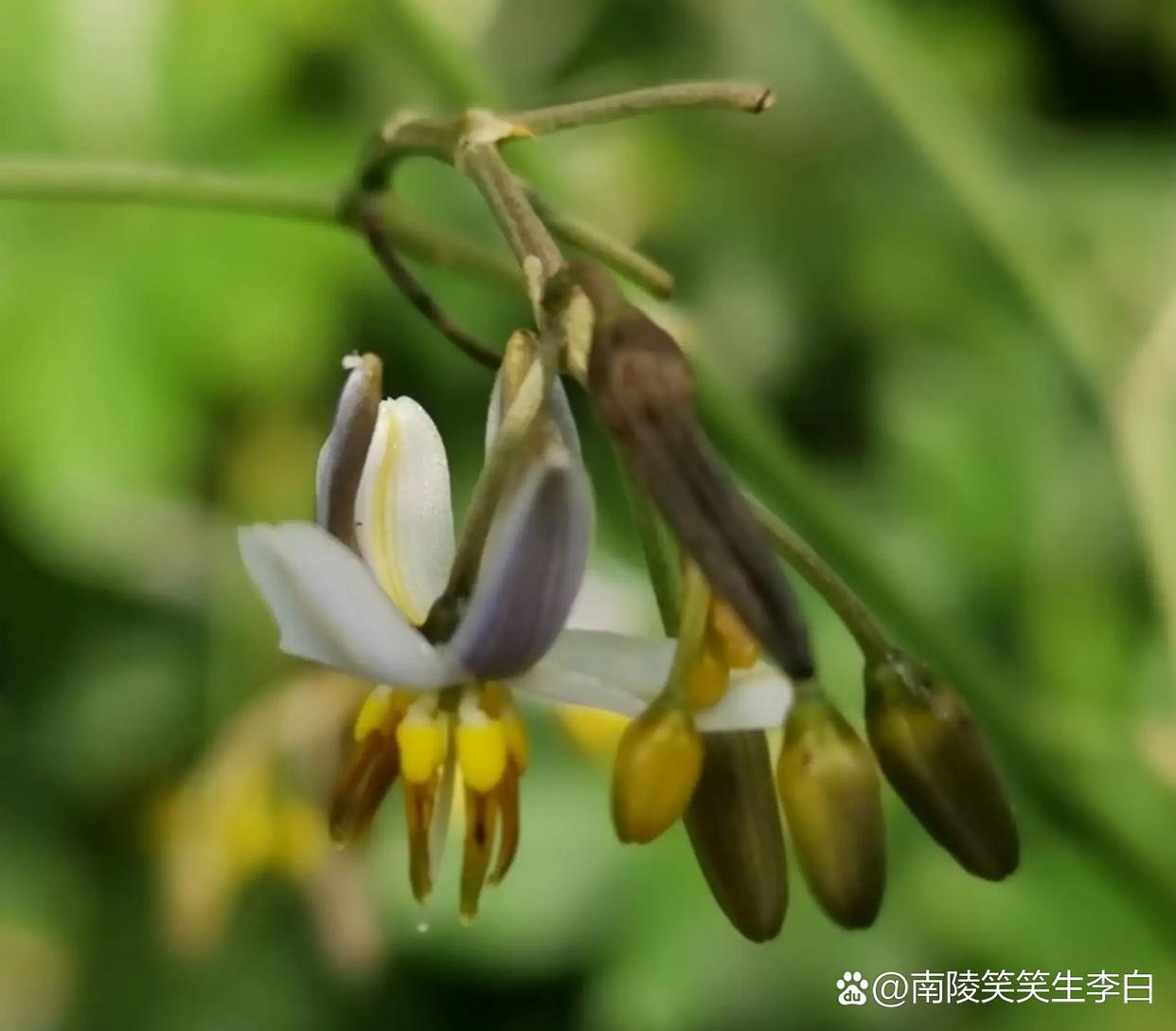 金线桔梗兰(选自作者原创《百花吟》) 叶宽金边线 常绿生多年 中脉凸