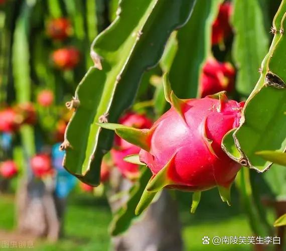火龙果(选自作者原创《百花吟》) 肉茎攀援灌 量天尺不凡 夏秋龙鳞果