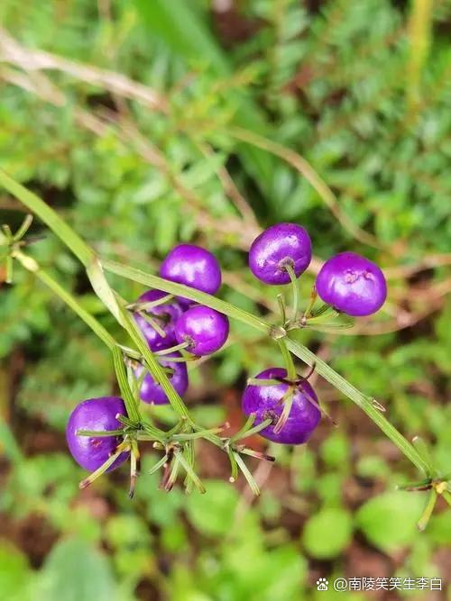 金线桔梗兰(选自作者原创《百花吟》) 叶宽金边线 常绿生多年 中脉凸