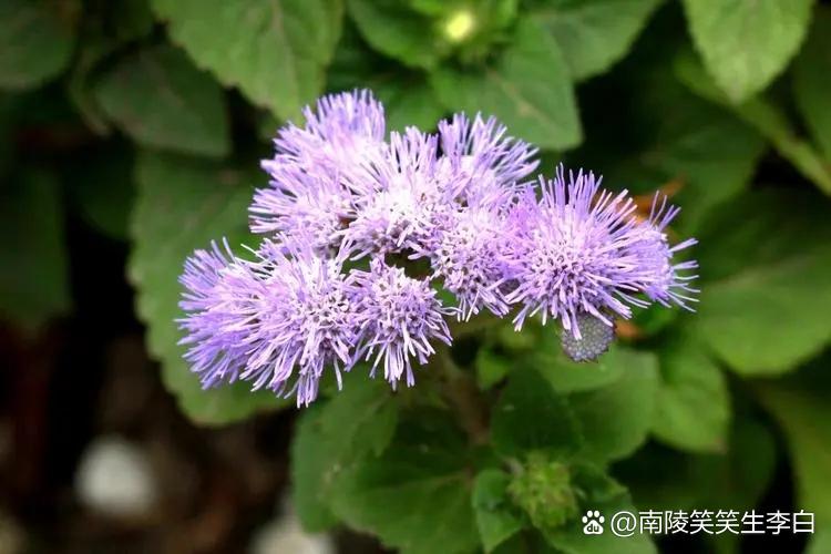 大花藿香蓟(选自作者原创《百花吟》) 序大聚伞顶 色常蓝紫青 中南