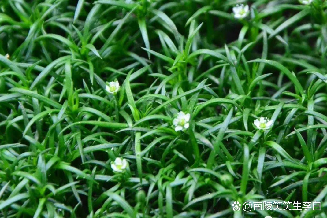 漆姑草(选自作者原创《百花吟》) 茎丛叶细尖 无毛似苔藓 花单顶白见