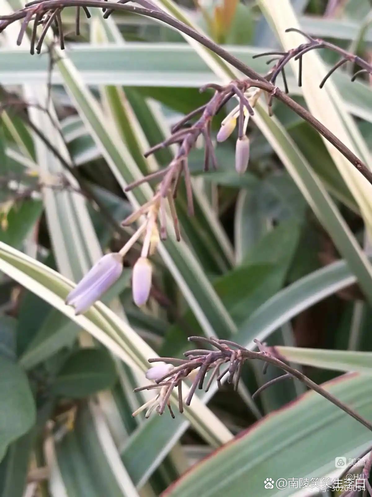 金线桔梗兰(选自作者原创《百花吟》) 叶宽金边线 常绿生多年 中脉凸