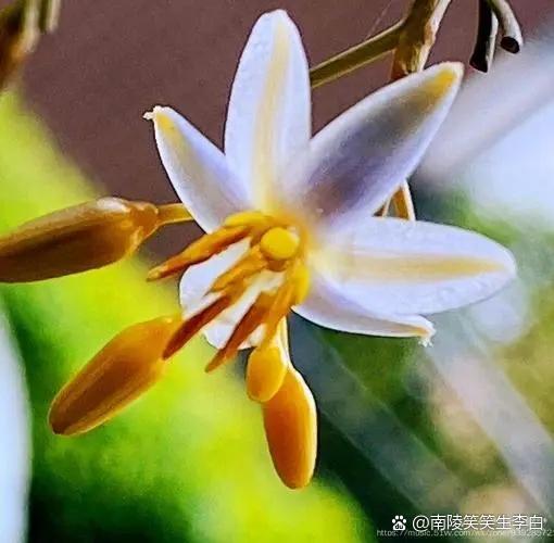 金线桔梗兰(选自作者原创《百花吟》) 叶宽金边线 常绿生多年 中脉凸