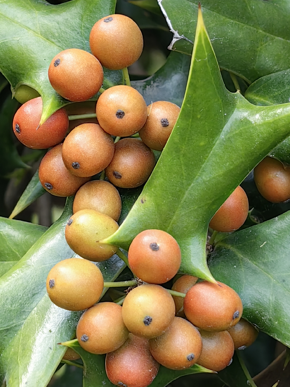 每天认识一种植物#看这枸骨的果实色彩已开始变红,即将成熟了,带吹哪