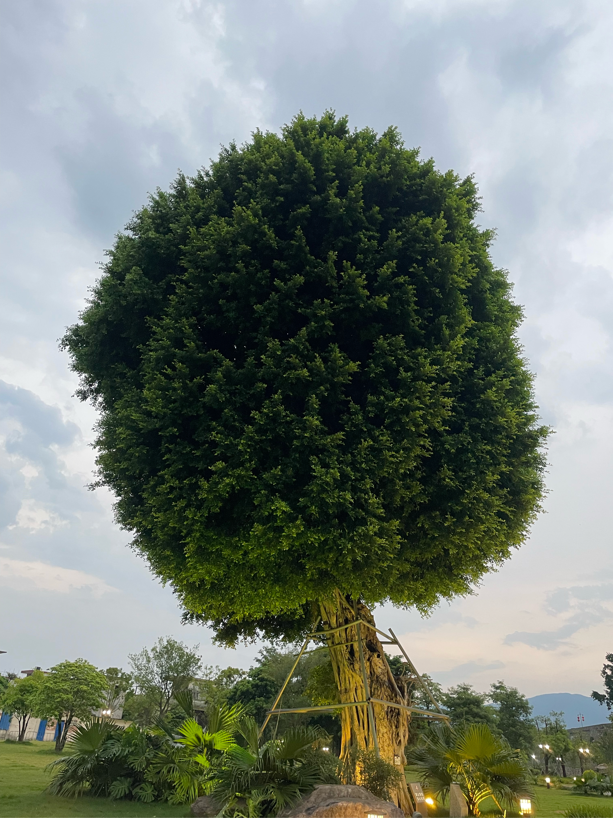 葱葱绿绿 非常可爱图片