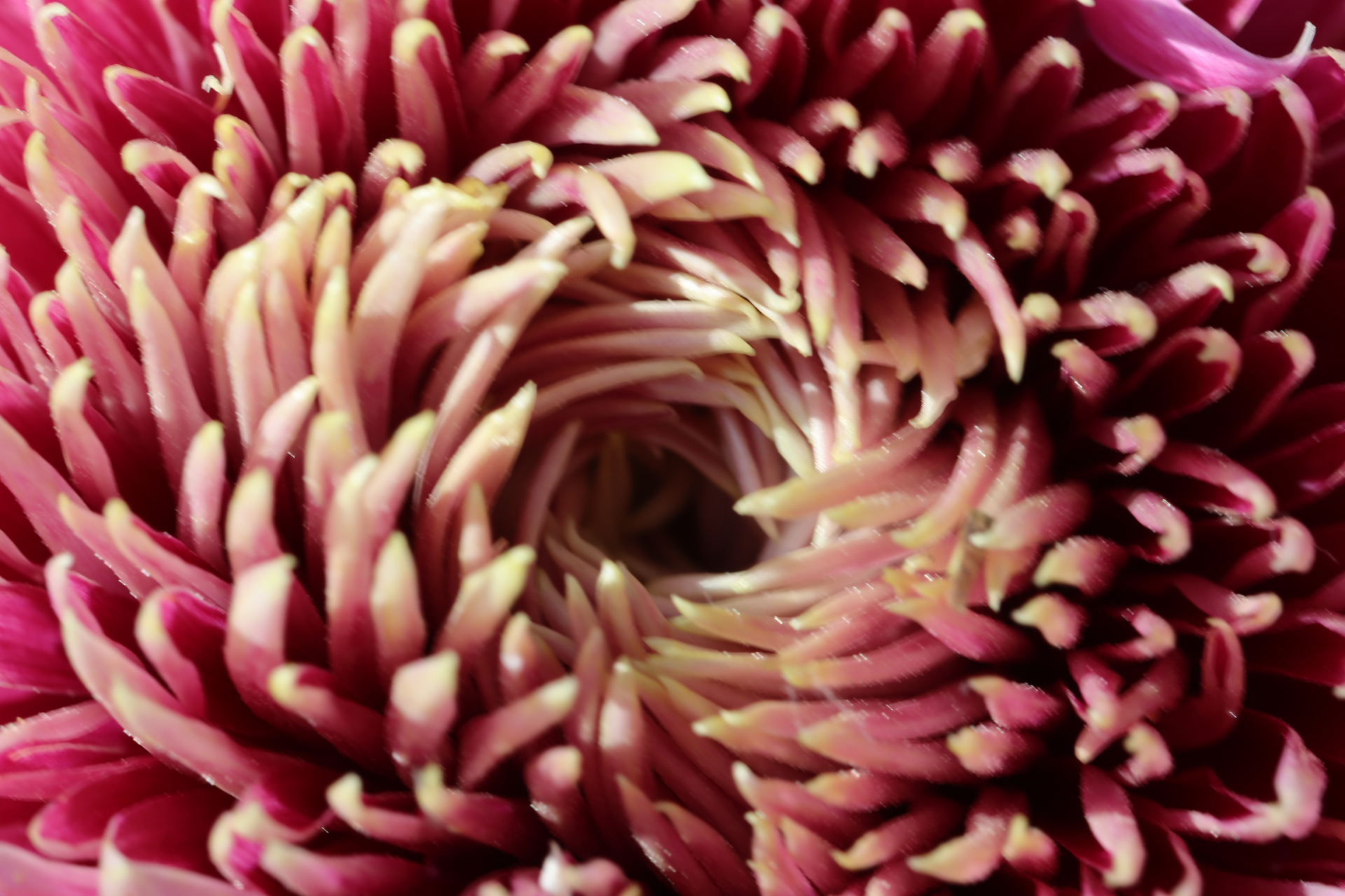 菊花(紫龙卧雪)瓣内为大红色,中为金黄色,菊花佳品.