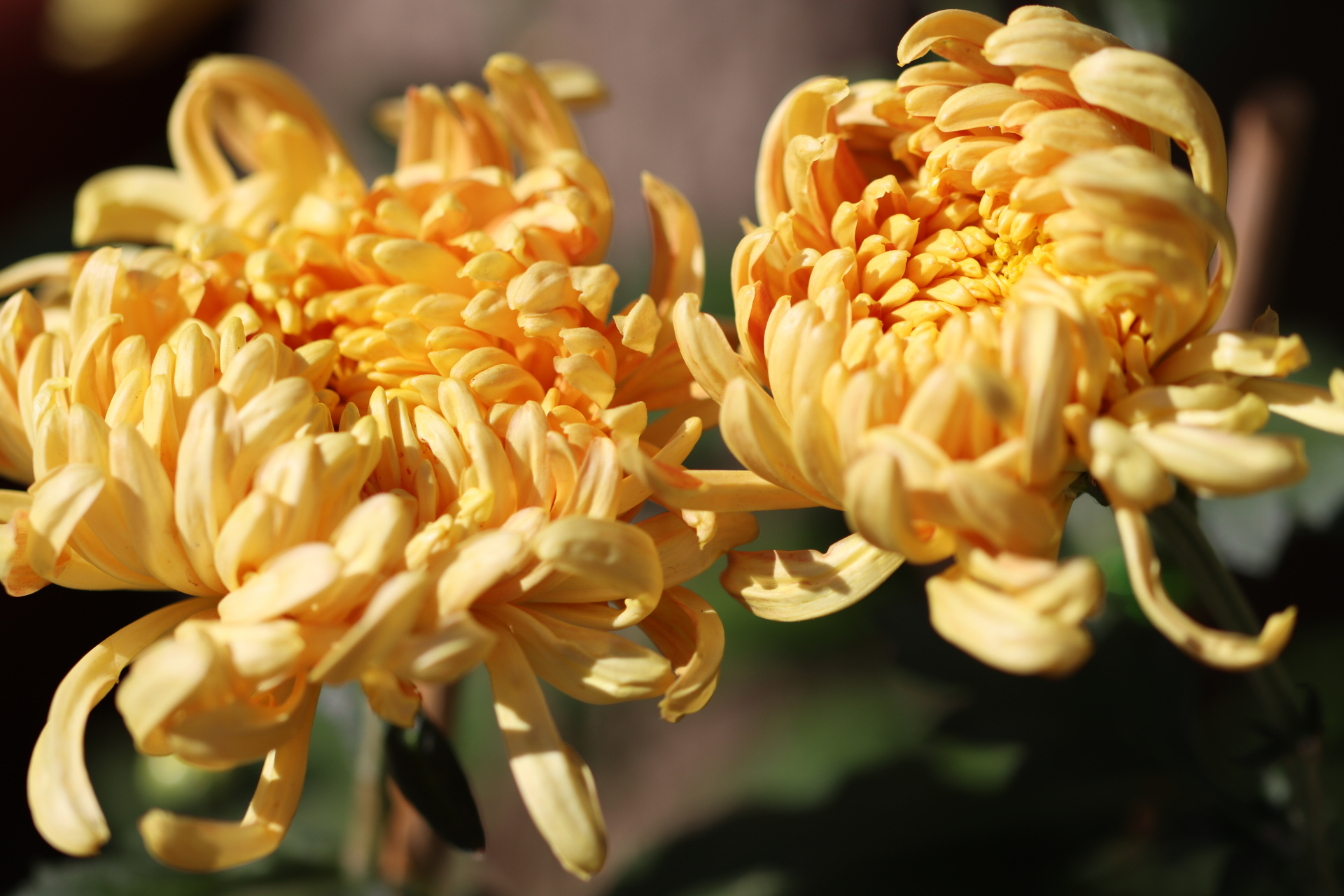 菊花(金皇后)花盛开为金黄色,花开富贵大气.