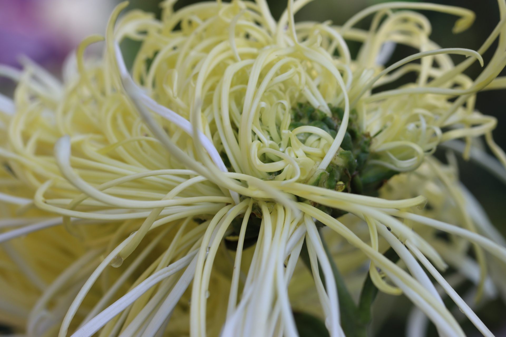 玉翎管"菊花的花瓣会呈现出一种非常耀眼的光芒,非常高贵而神秘.