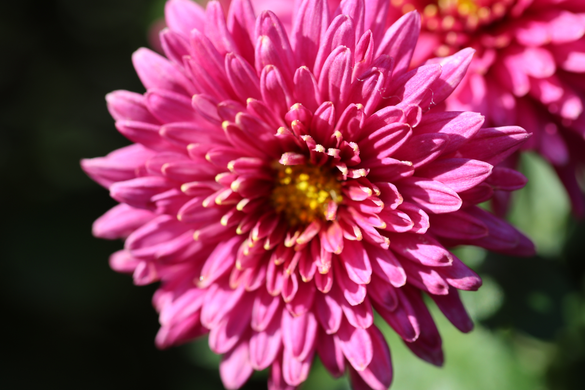 菊花(胭脂点雪)花宛如少女纤纤玉手粉嫩俊美,楚楚动人.