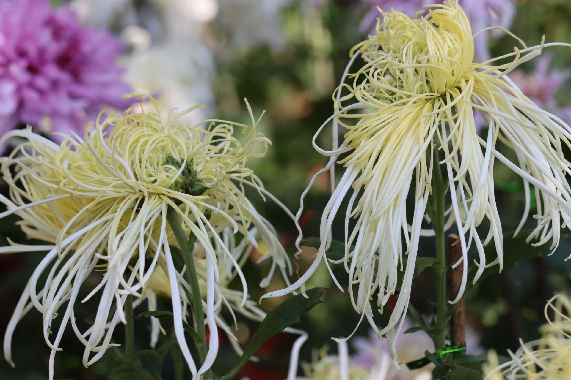 玉翎管"菊花的花瓣会呈现出一种非常耀眼的光芒,非常高贵而神秘.