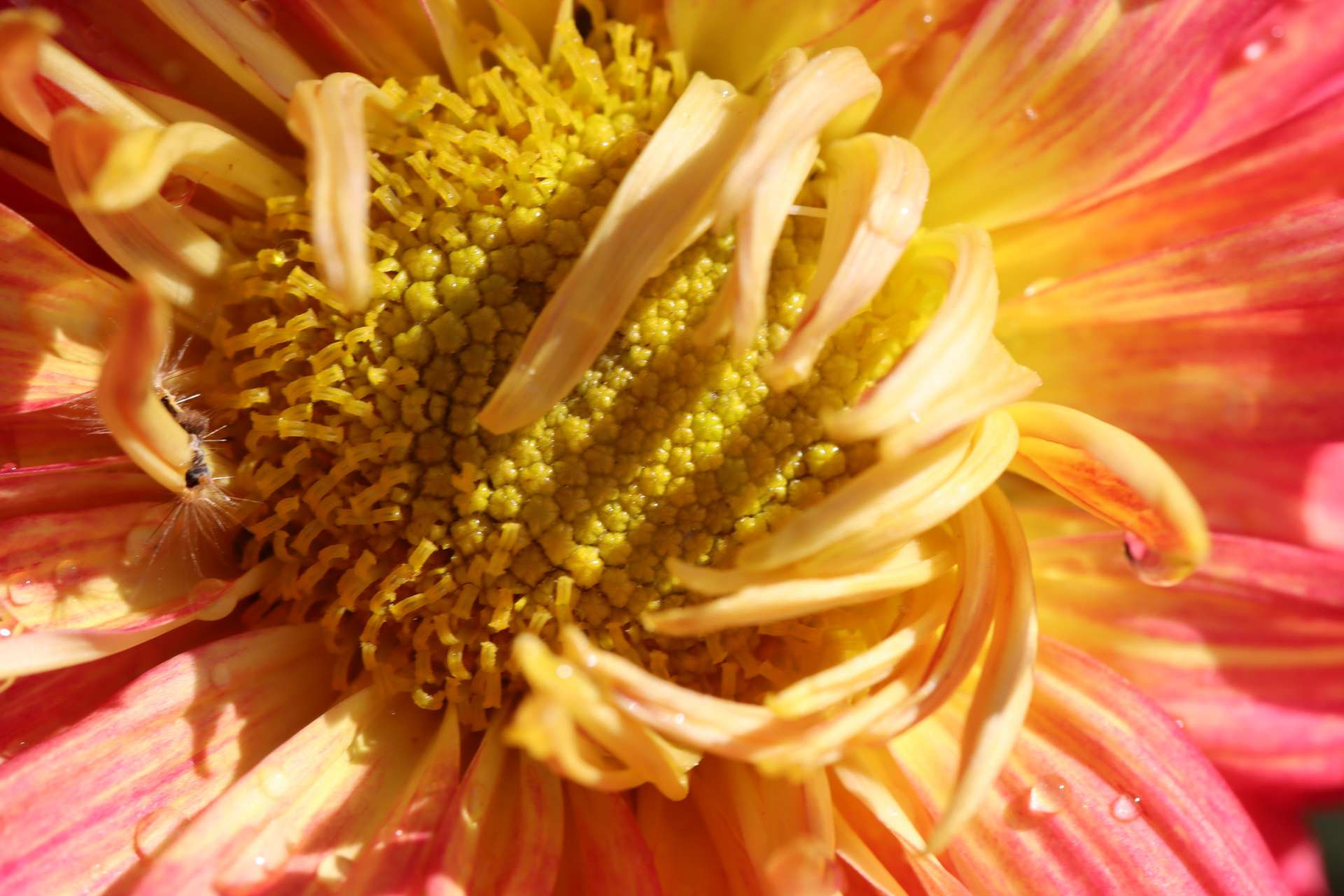 菊花(金皇后)花盛开为金黄色,花开富贵大气.