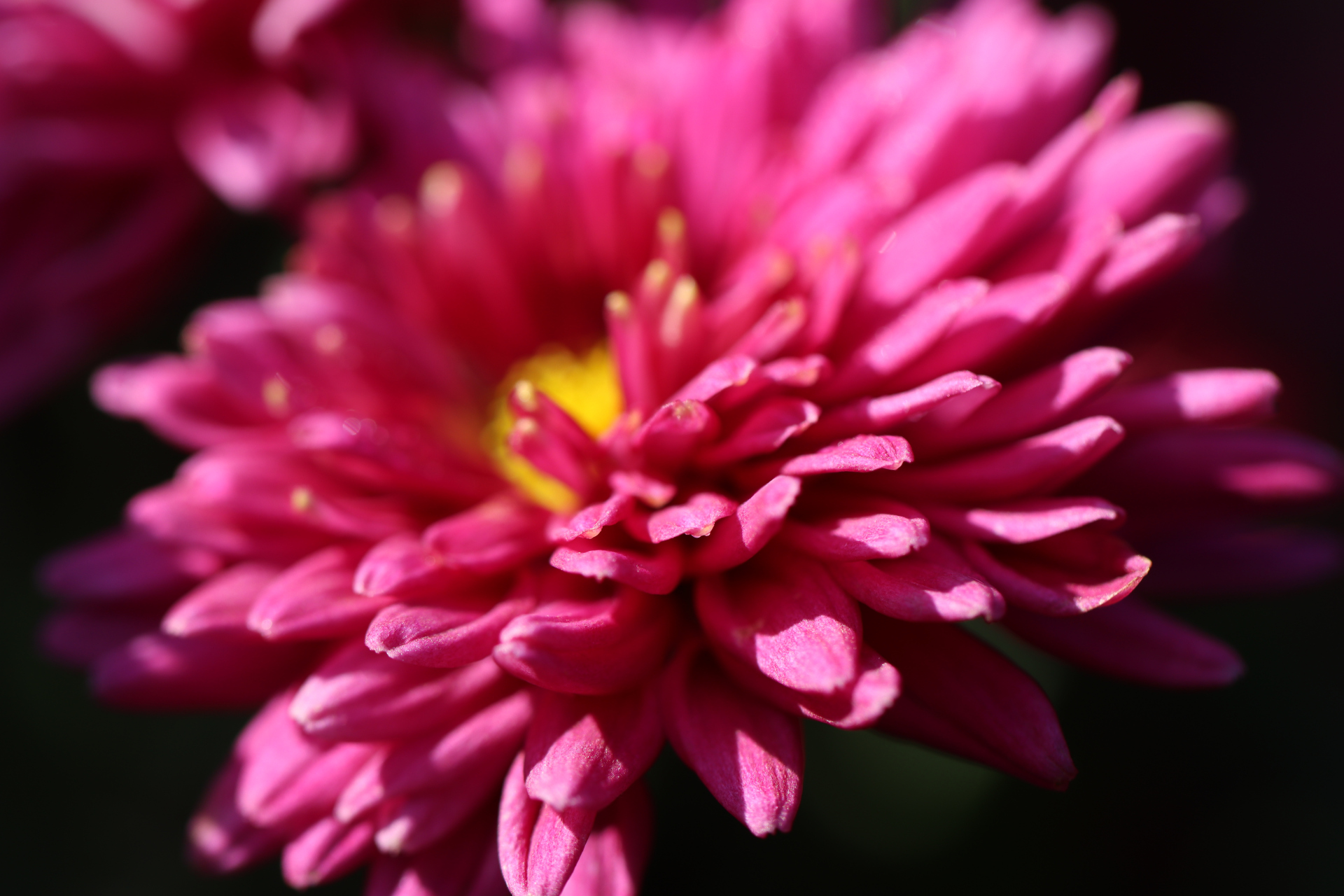 菊花(胭脂点雪)花宛如少女纤纤玉手粉嫩俊美,楚楚动人.