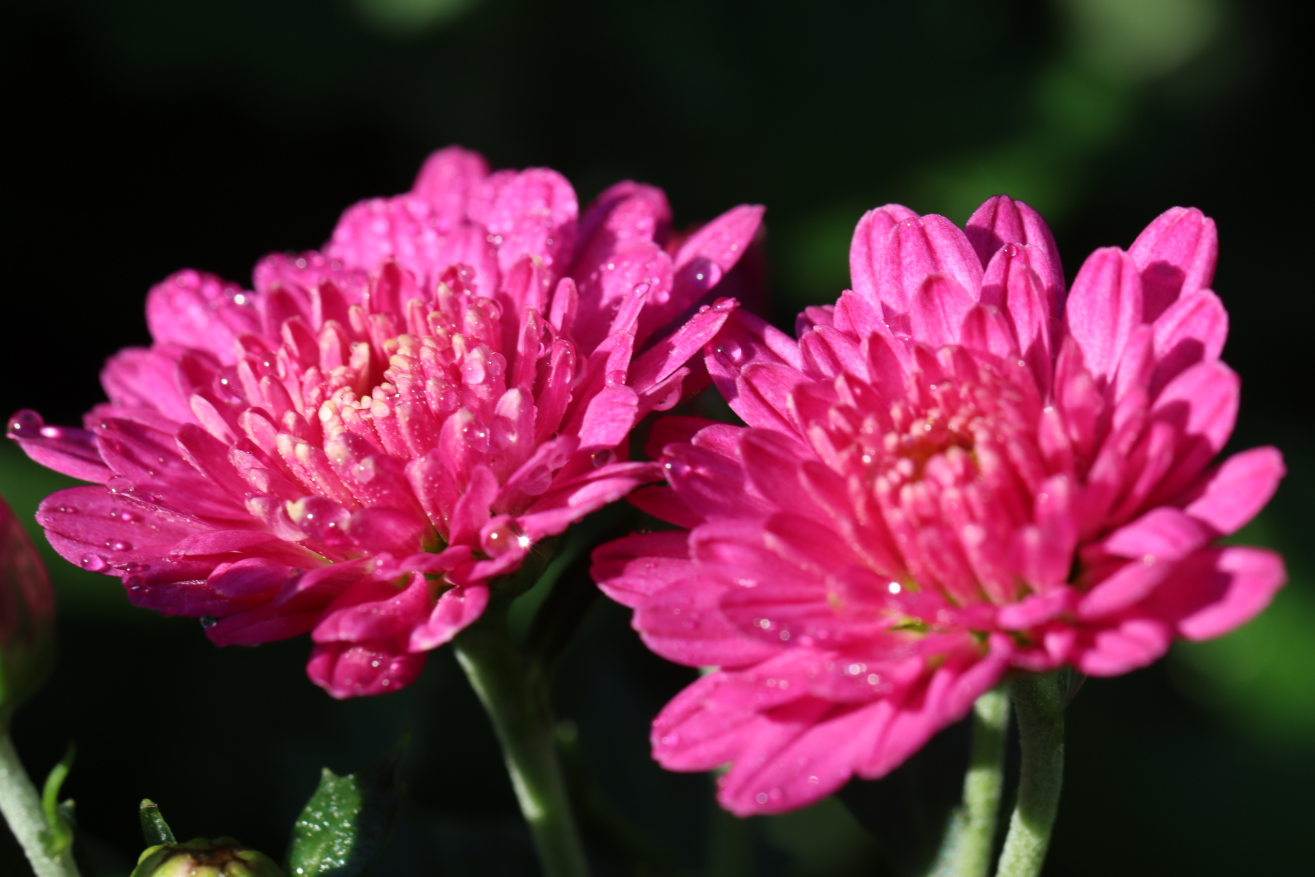 菊花(胭脂点雪)花宛如少女纤纤玉手粉嫩俊美,楚楚动人.