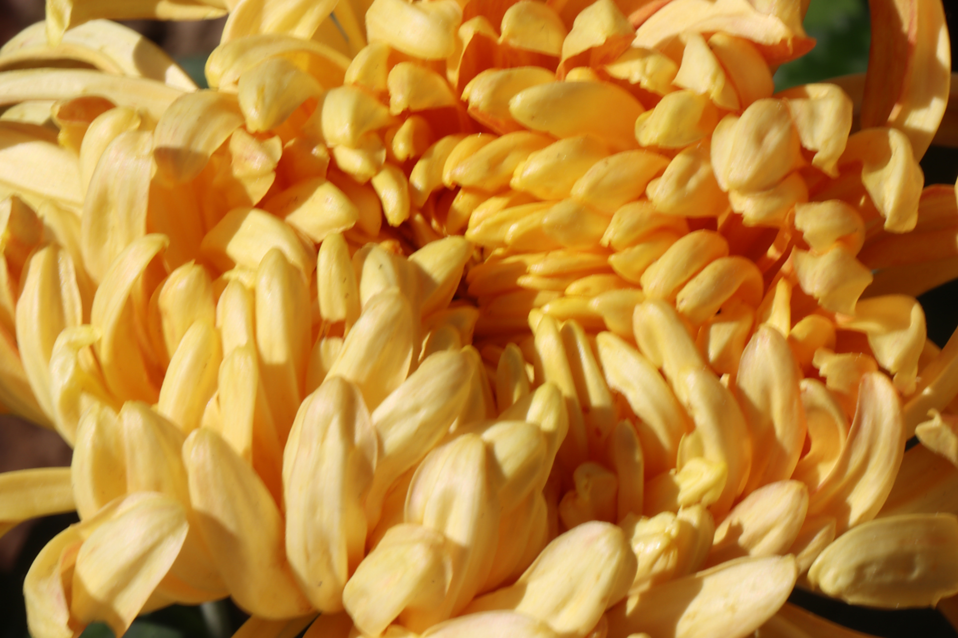 菊花(金皇后)花盛开为金黄色,花开富贵大气.