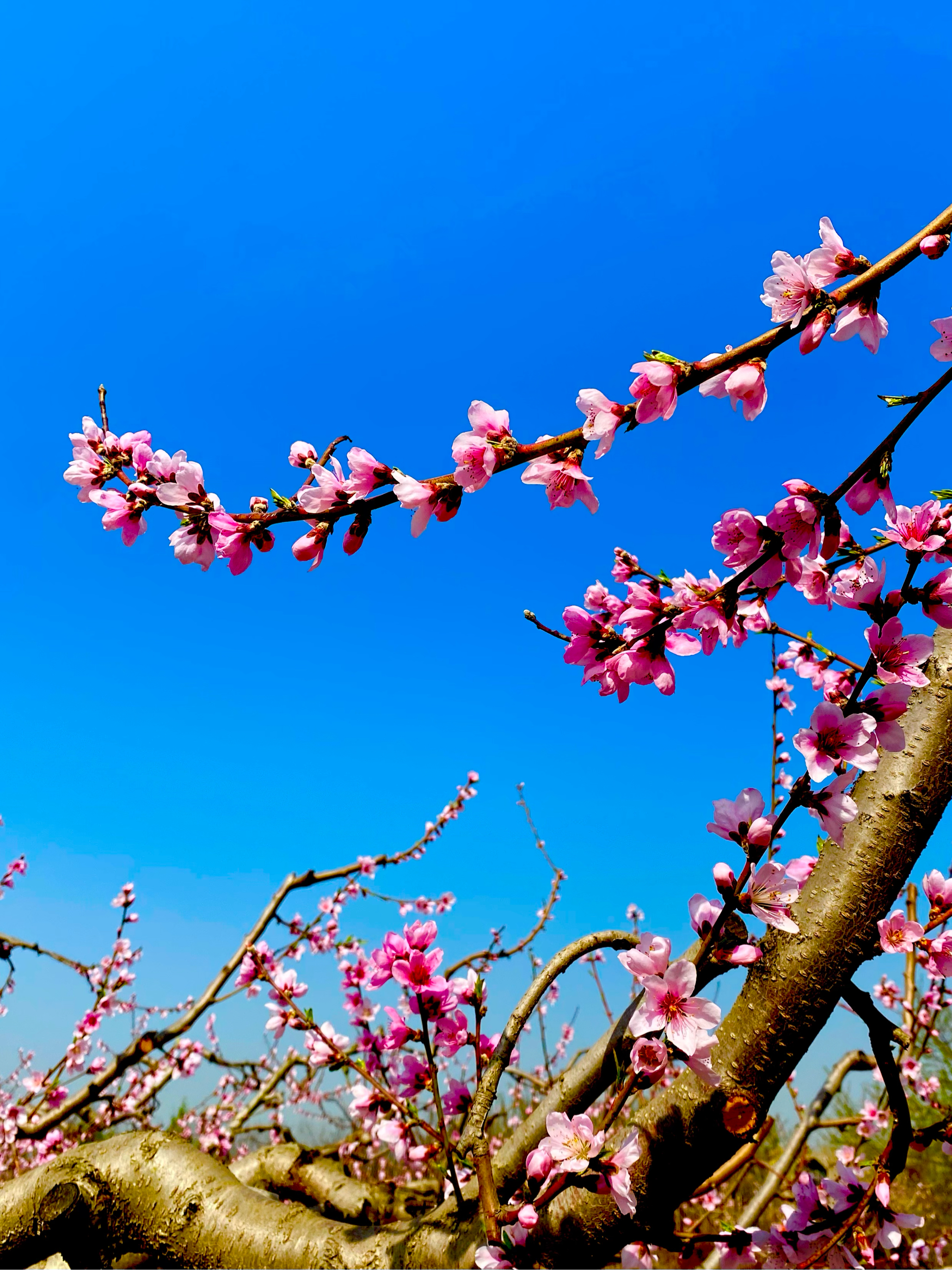 盛开的桃花真实图片