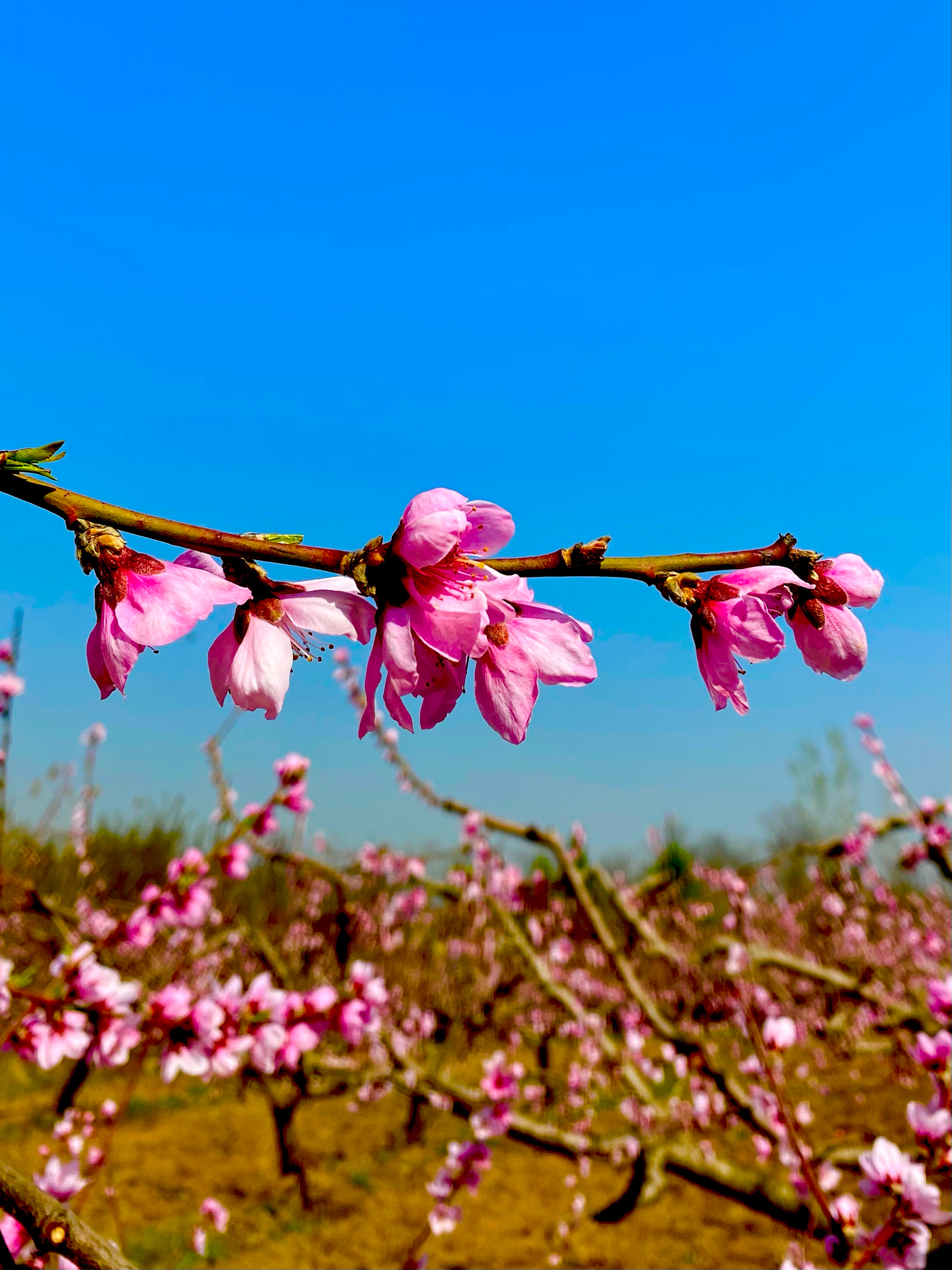 盛开的桃花真实图片