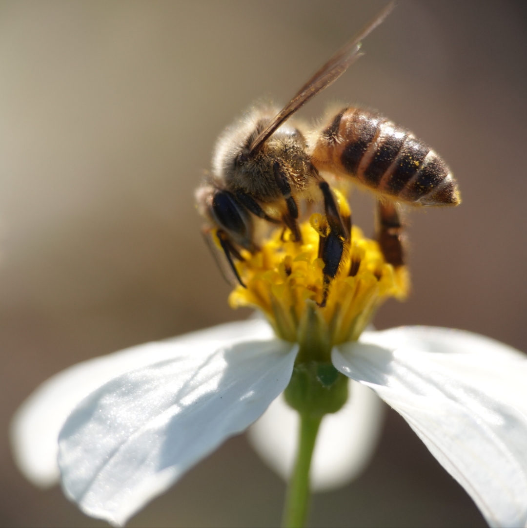 这瞬间的交融, 是自然 花朵蜜蜂图片一只蜜蜂花与蜜蜂蜂入花蕊镜滗
