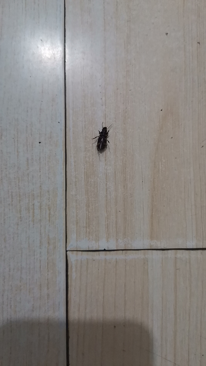 从百度上查到这种叫中华婪步甲的虫子 最近家里出现好多,不知道是怎么