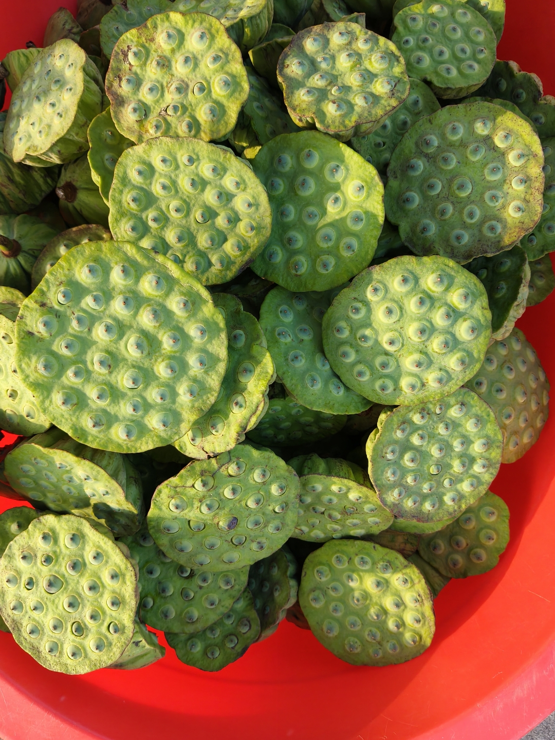 莲蓬荷花莲子大量上市