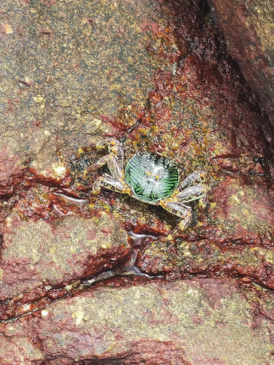 今天海边散步,偶遇一只奇特的螃蟹,它壳上的花纹好别致啊!