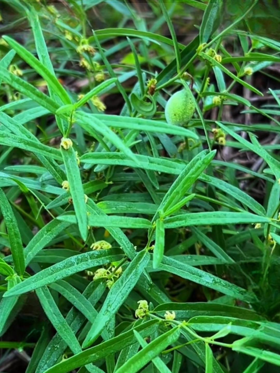 马奶草本野生植物图片图片