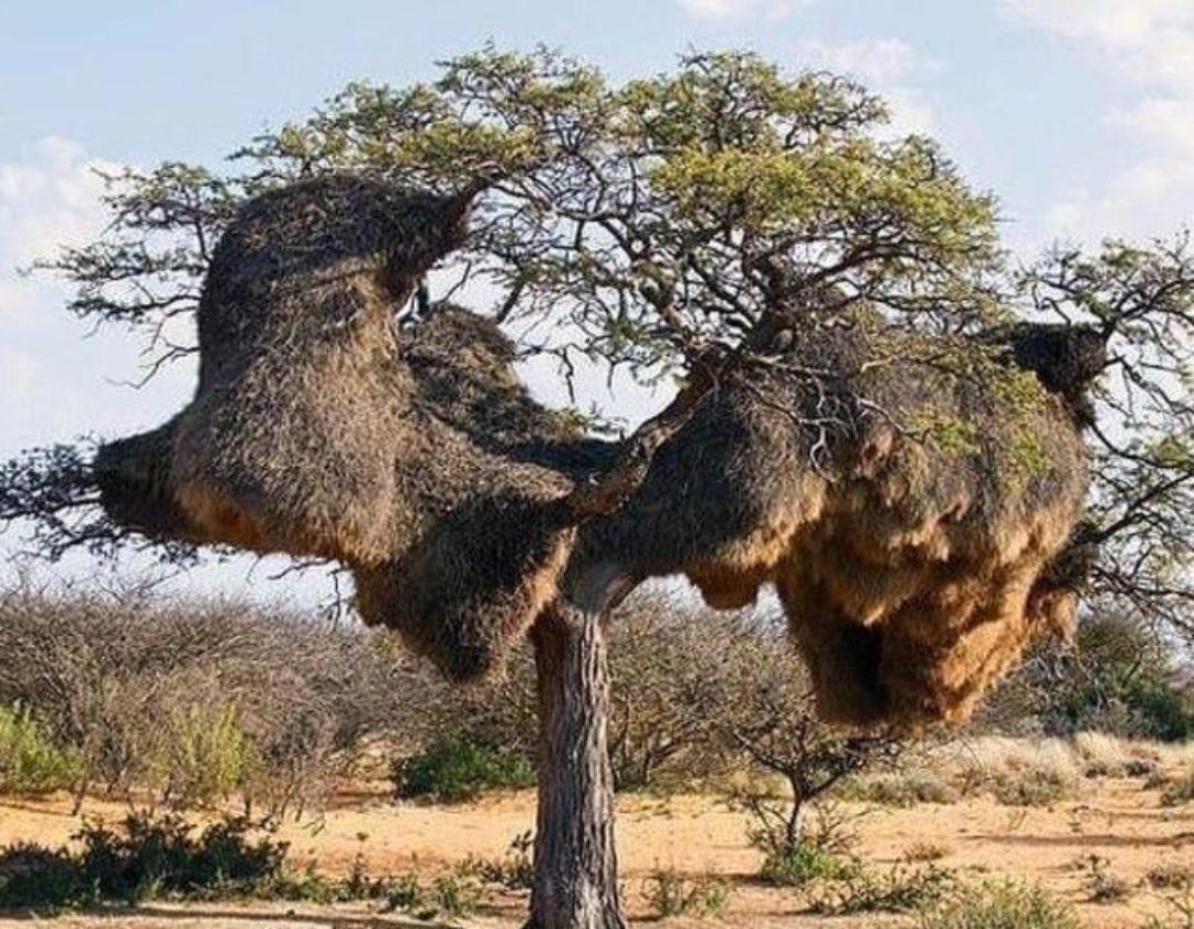 群居织巢鸟在参天古木间,编织起它们宏伟的家园.