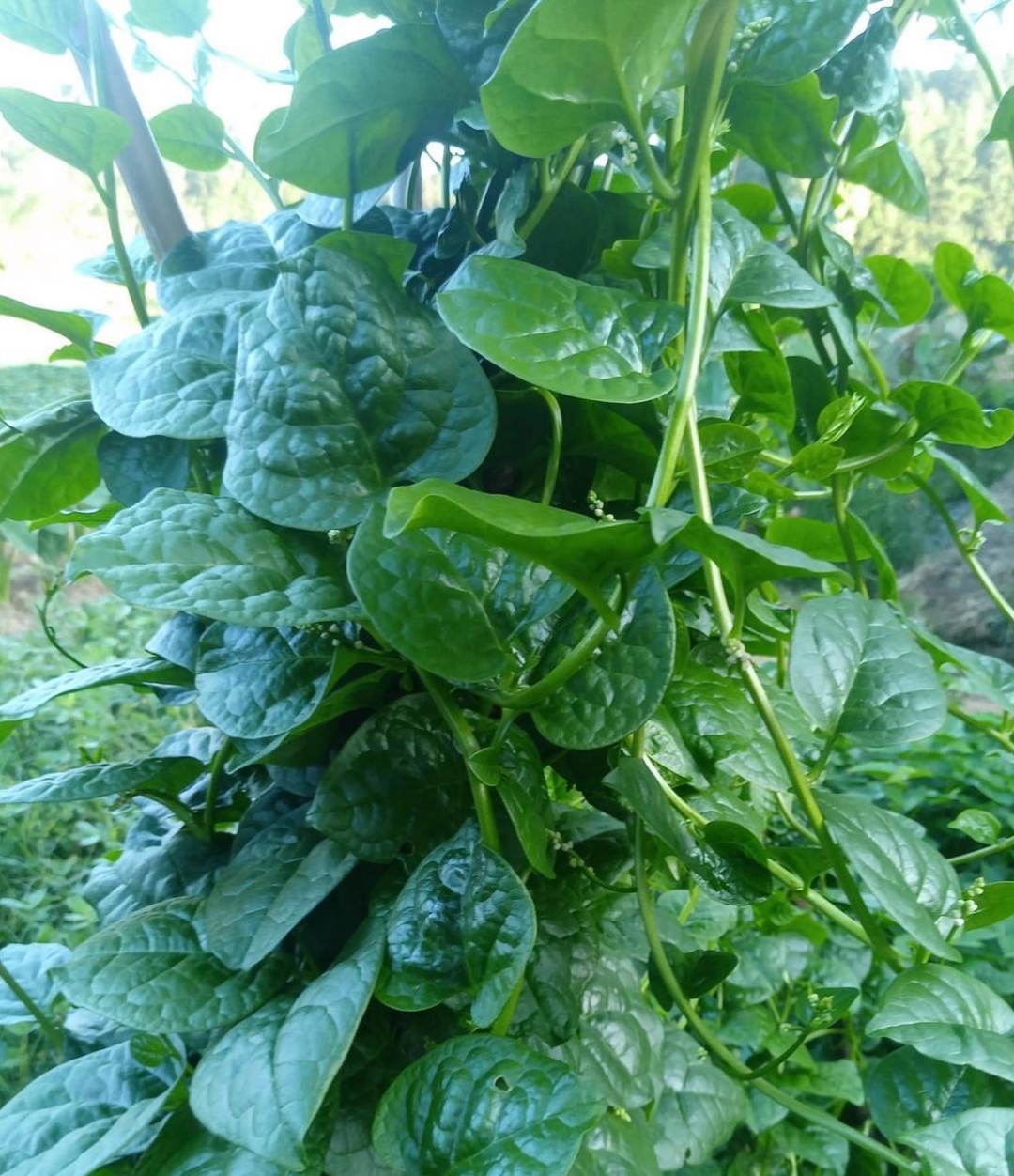 这是老同学在乡下老家种的这种菜,据说连虫子都不吃的,从播种到采摘