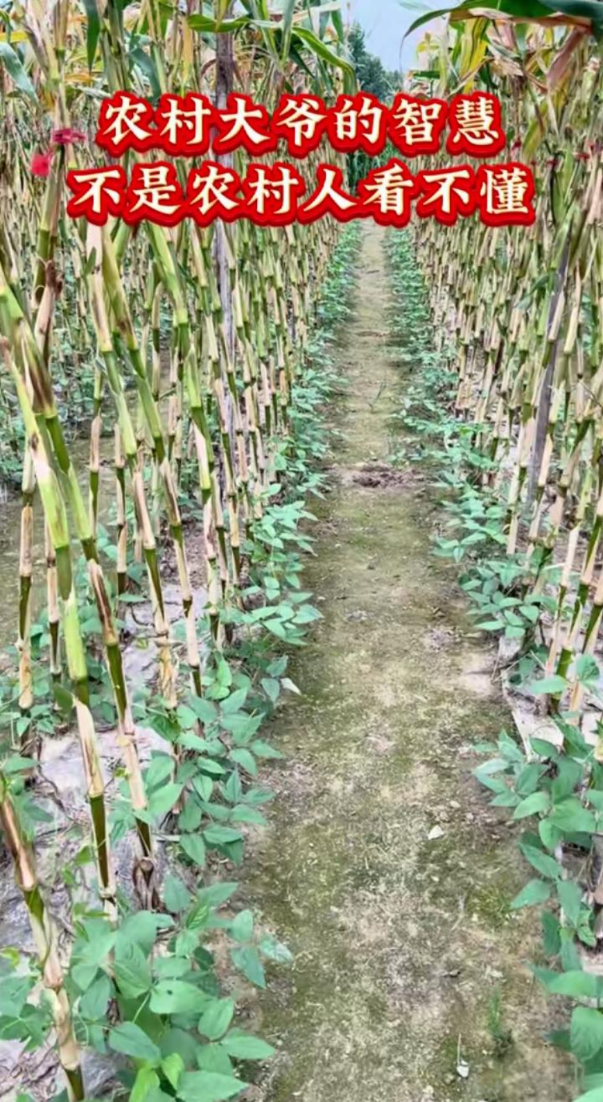 天,我和老婆到乡下踩风,走到一处玉米地,看到玉米的根处种的豆角苗,我