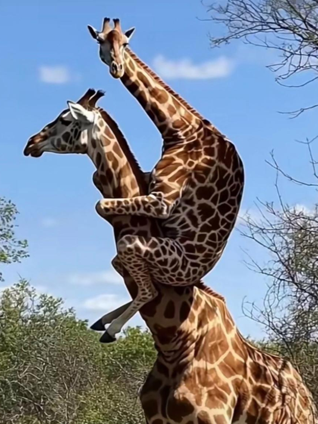 那小长颈鹿是在模仿人类亲子之举,好奇地体验一番