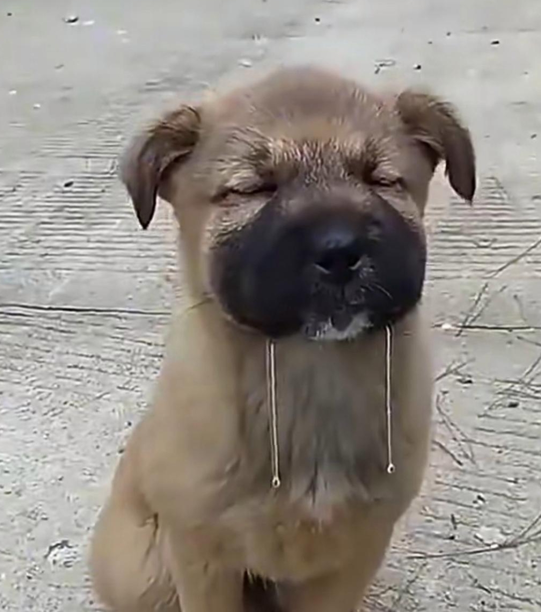 应该被蜜蜂蛰了