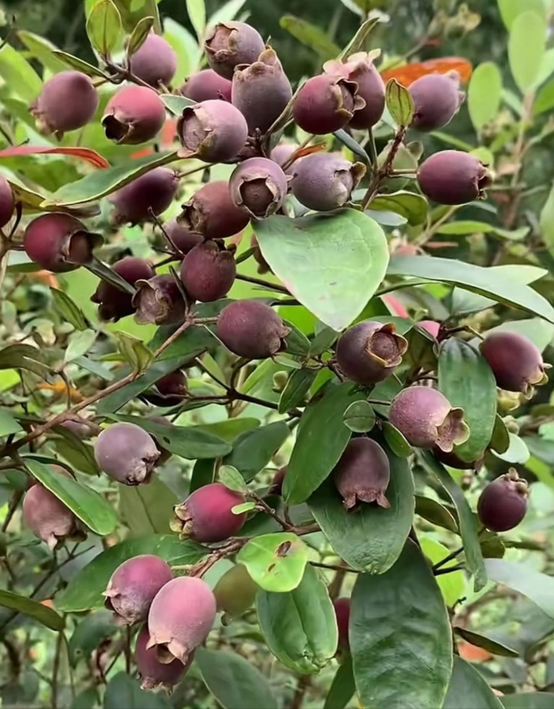 在此,我恳请朋友们帮忙辨认一下,这果树它究竟叫什么名字?