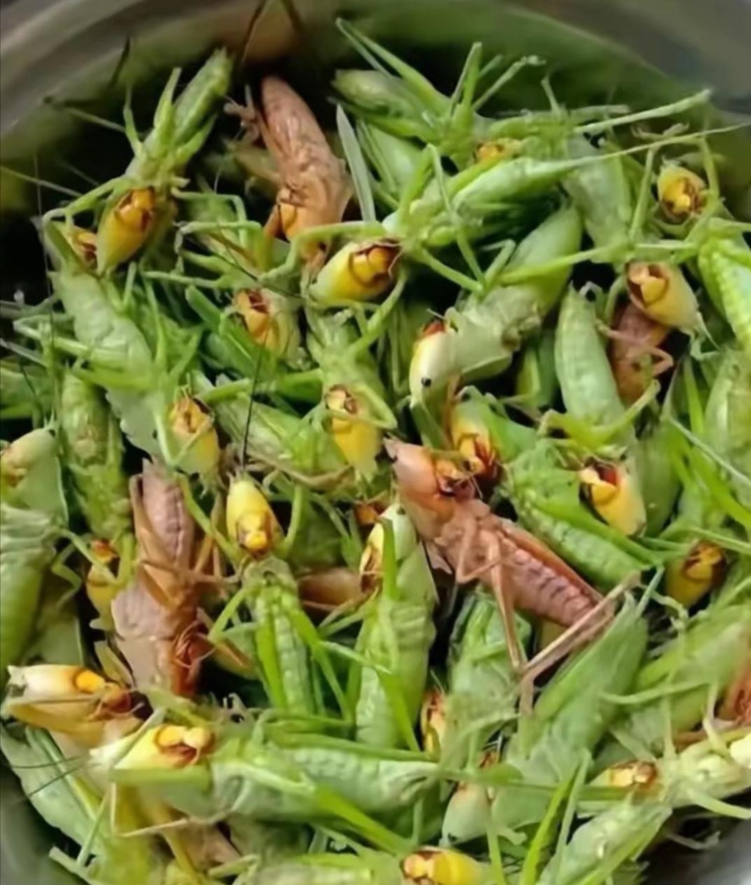 小时候,每到稻谷飘香,丰收在望时,稻田里就满是蚂蚱幼虫飞舞的身影