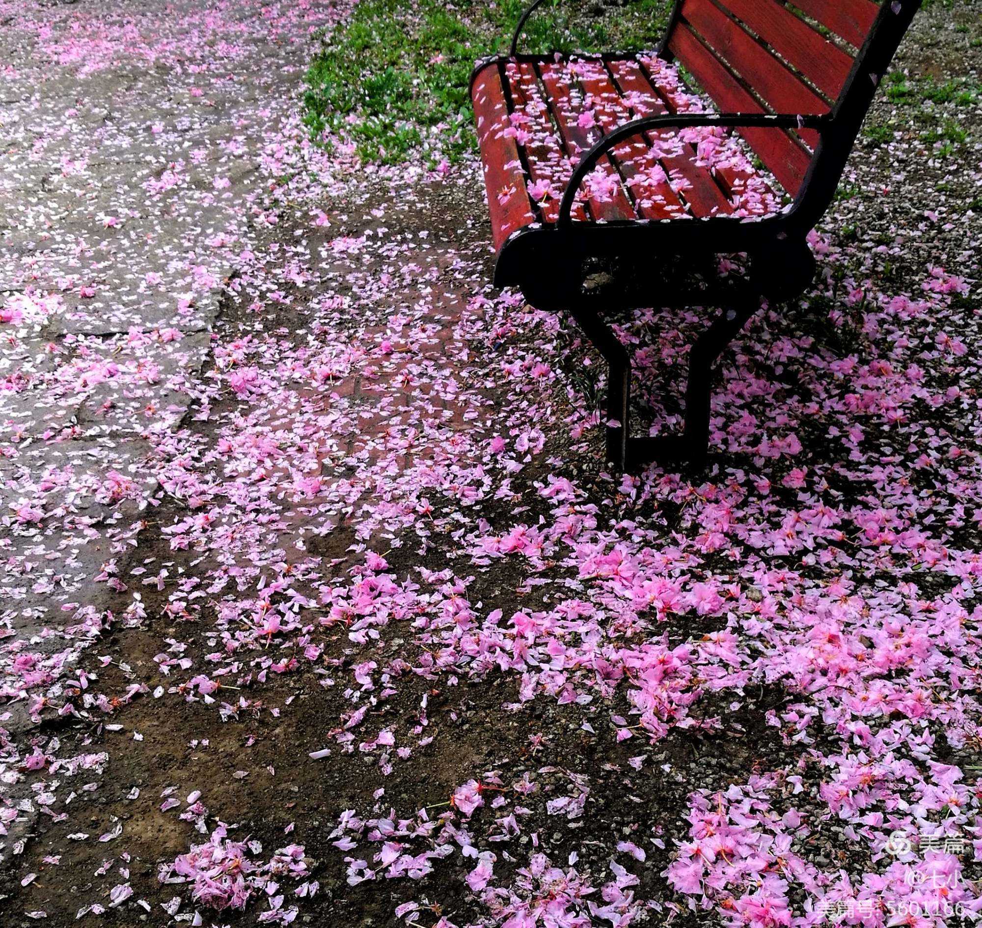 图片伤感 唯美落花图片