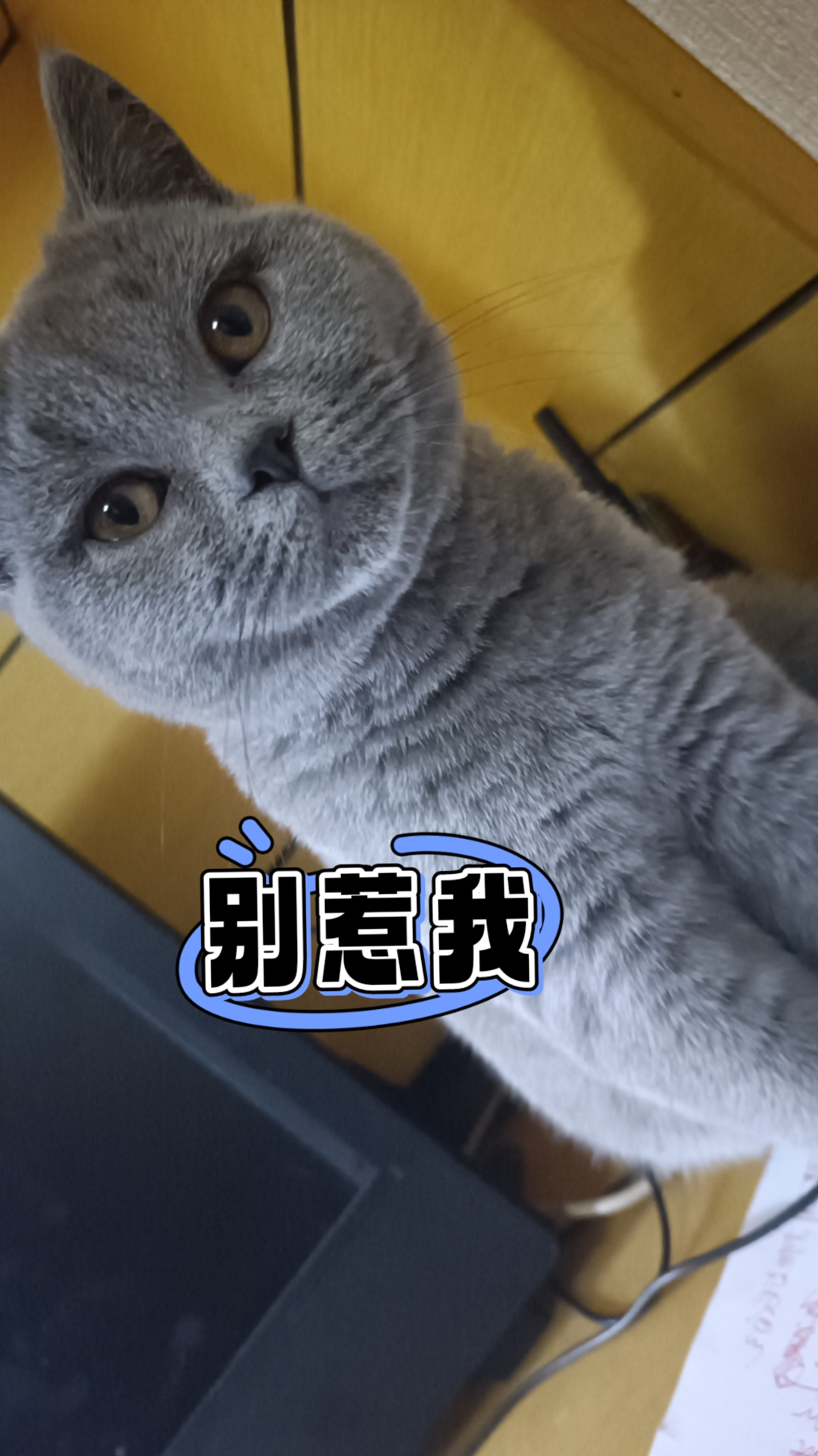 纸张上的模糊文字和图案,让人不禁好奇它们背后的严肃表情包审视着猫