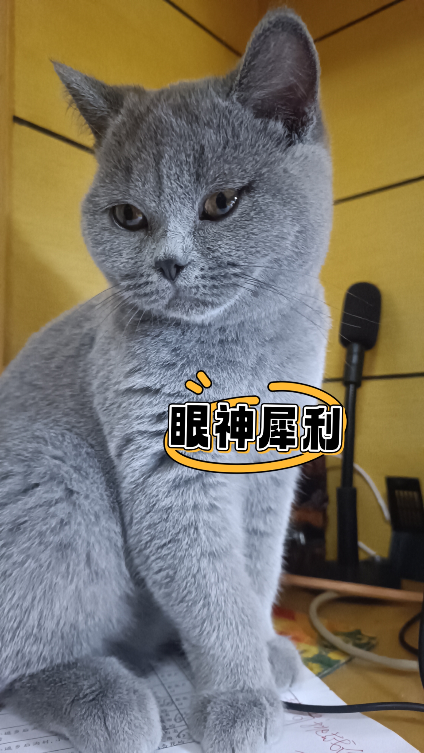 这只猫咪的眼神真是犀利啊,仿佛在审视着整个世界!