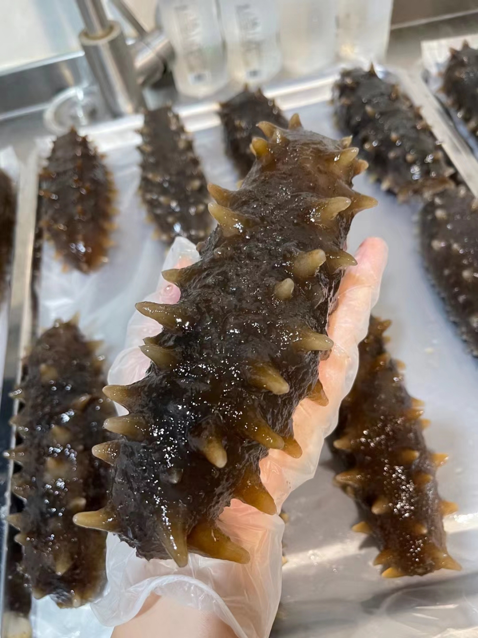 这样的大海参你见过吗?