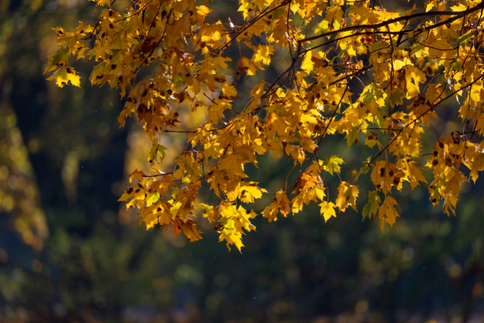 虞美人61银床淅沥青梧老 清61纳兰性德  银床淅沥青梧老,屧粉秋蛩