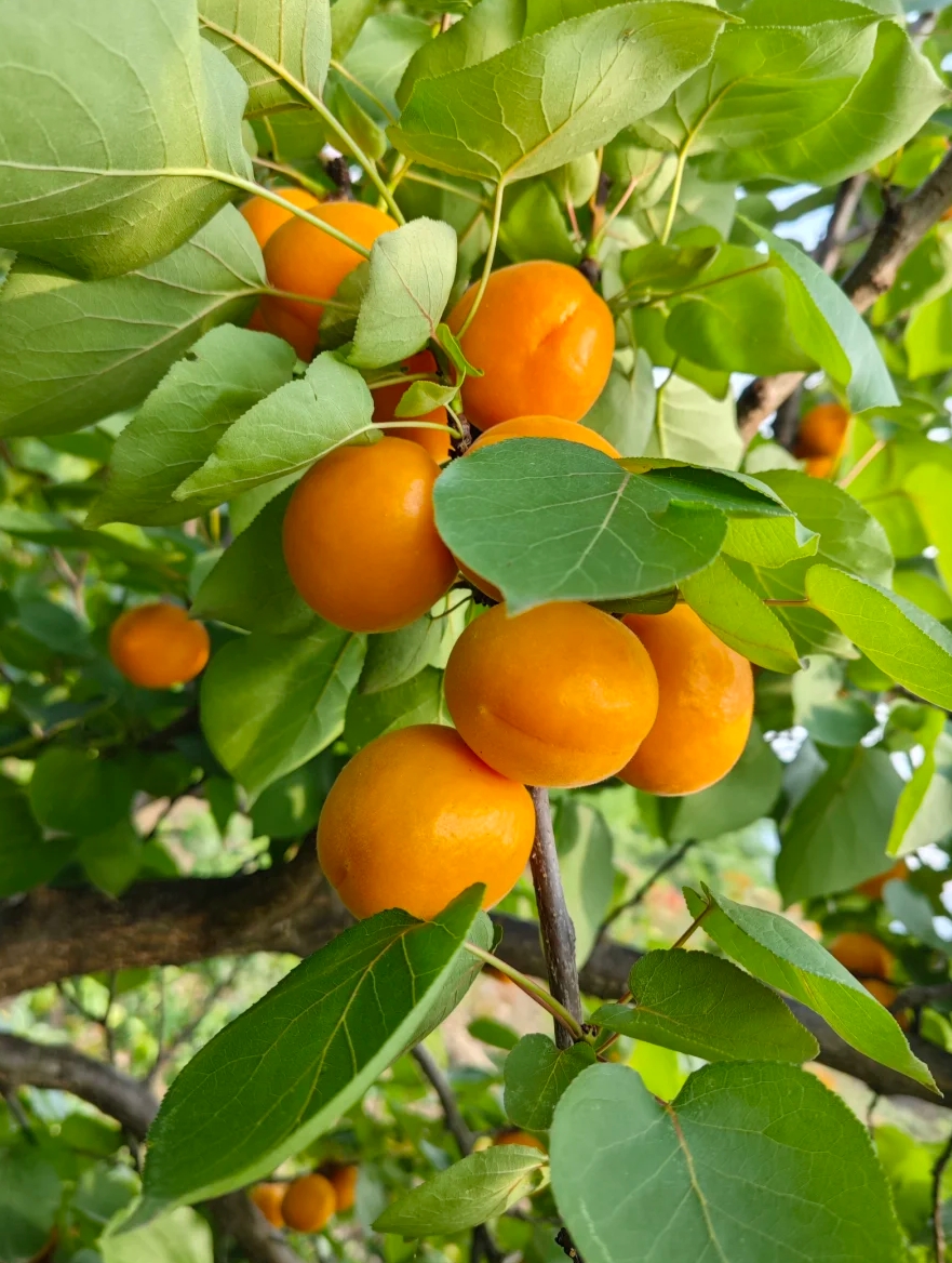 中国十大杏子产地 第1名——新疆杏子 第2名——河北杏子 第3名