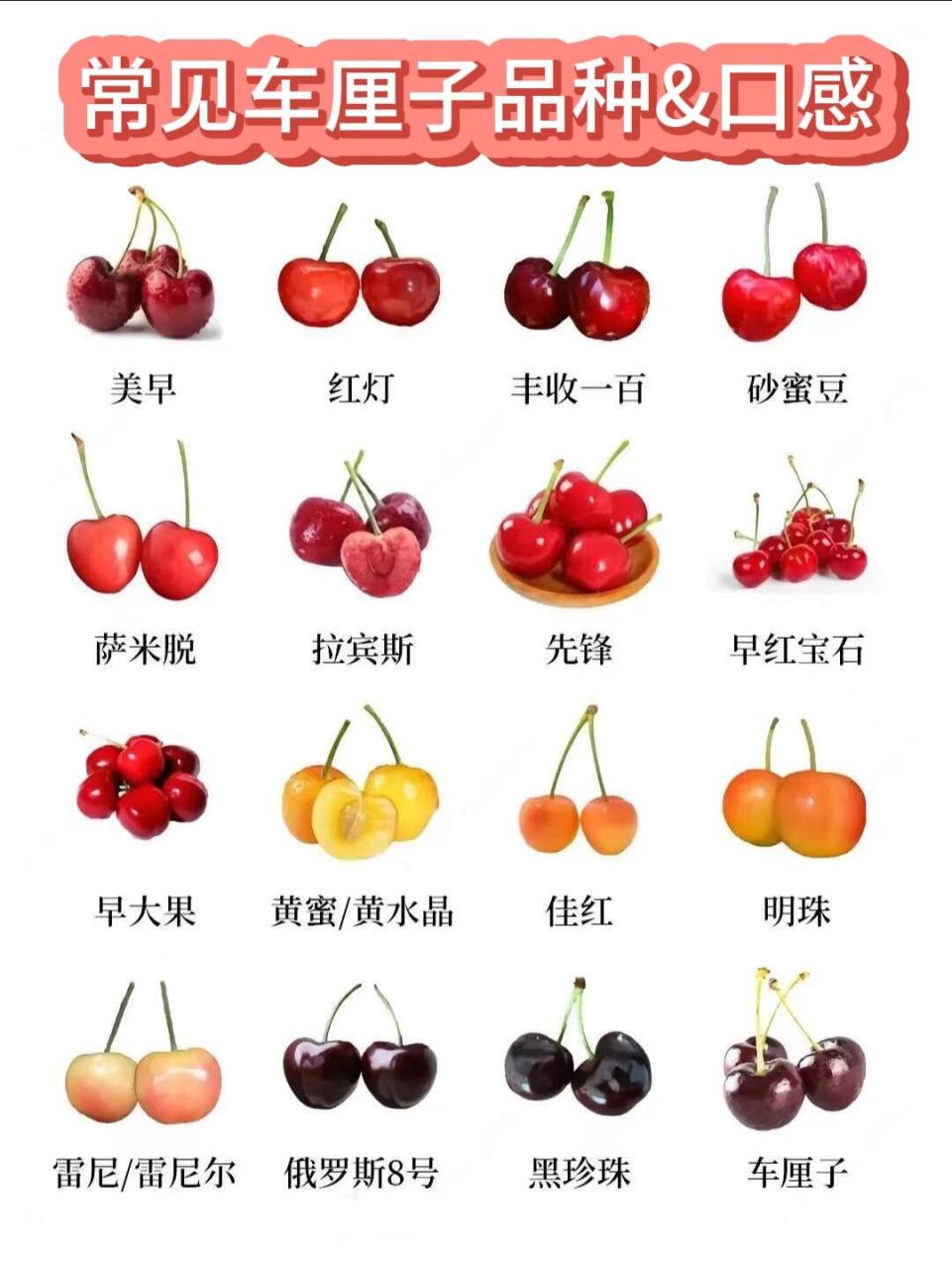 中国十大樱桃品种 第1名——美早 第2名——岱红 第3名——早红宝石