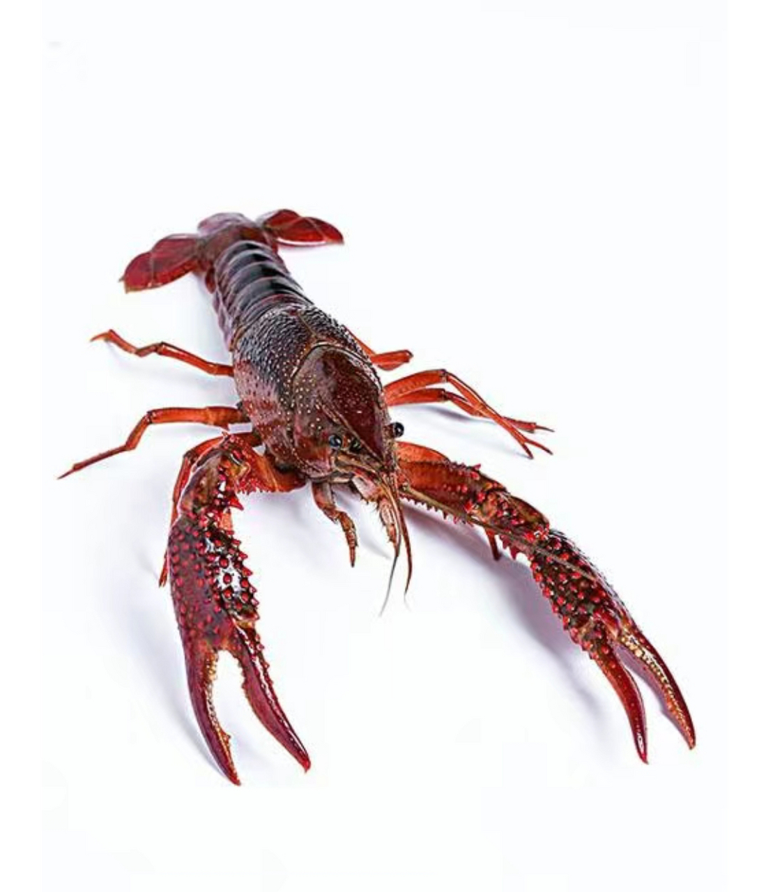 中国十大小龙虾产地 第1名——湖北荆州小龙虾 第2名——湖北潜江龙虾