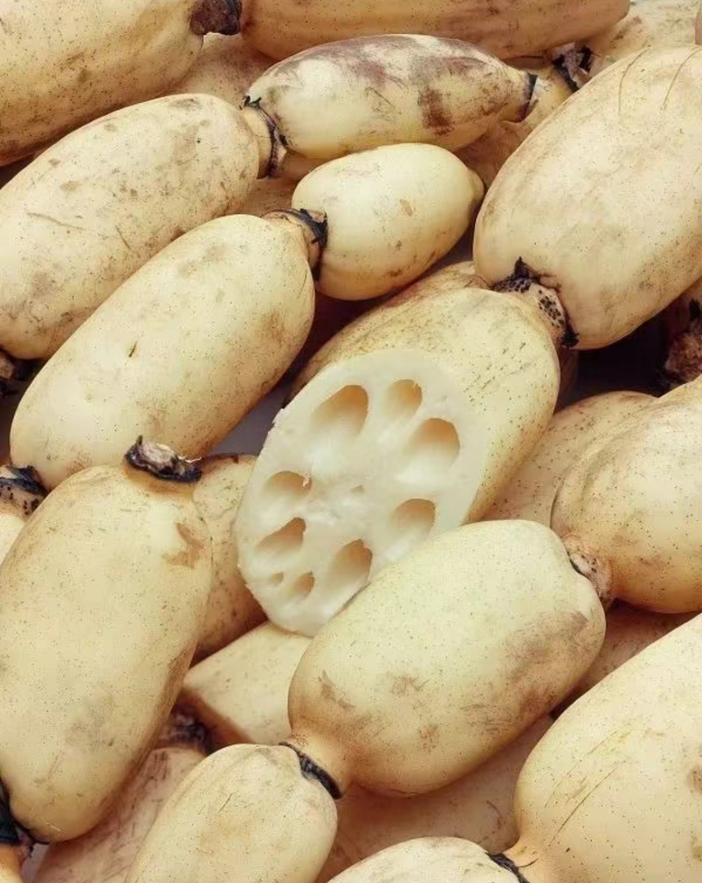 中国十大莲藕产地 第1名——洪湖莲藕 第2名——蔡甸莲藕 第3名