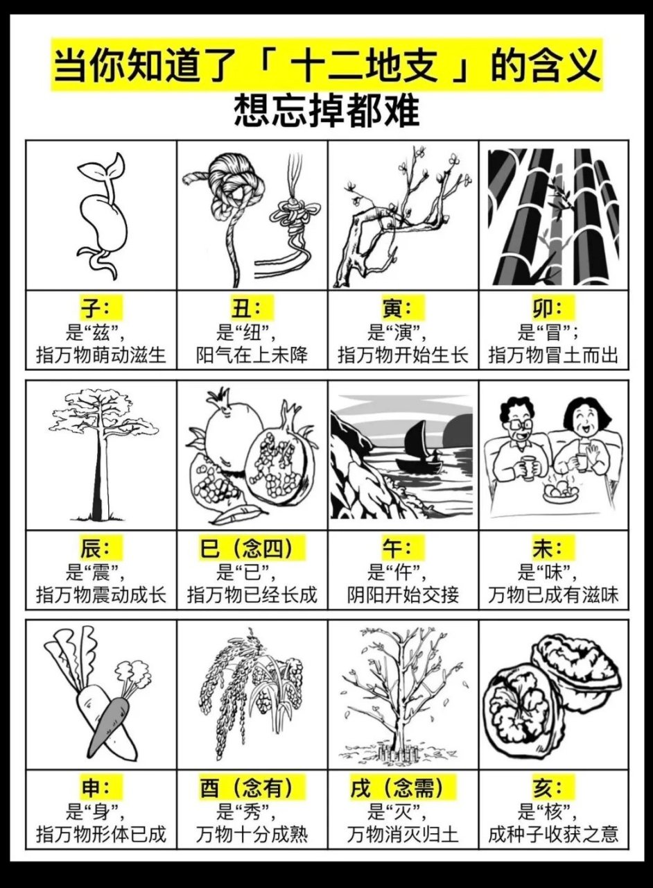 十二地支象征万物生长,成熟和消亡的过程.