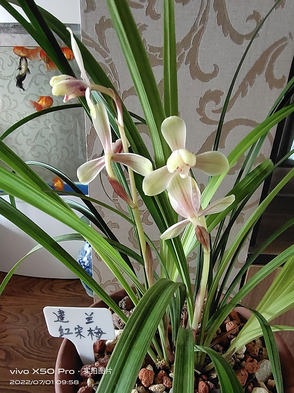 家里养的建兰红宋梅已经开品10天了,叶片飘逸,翠绿,浓香