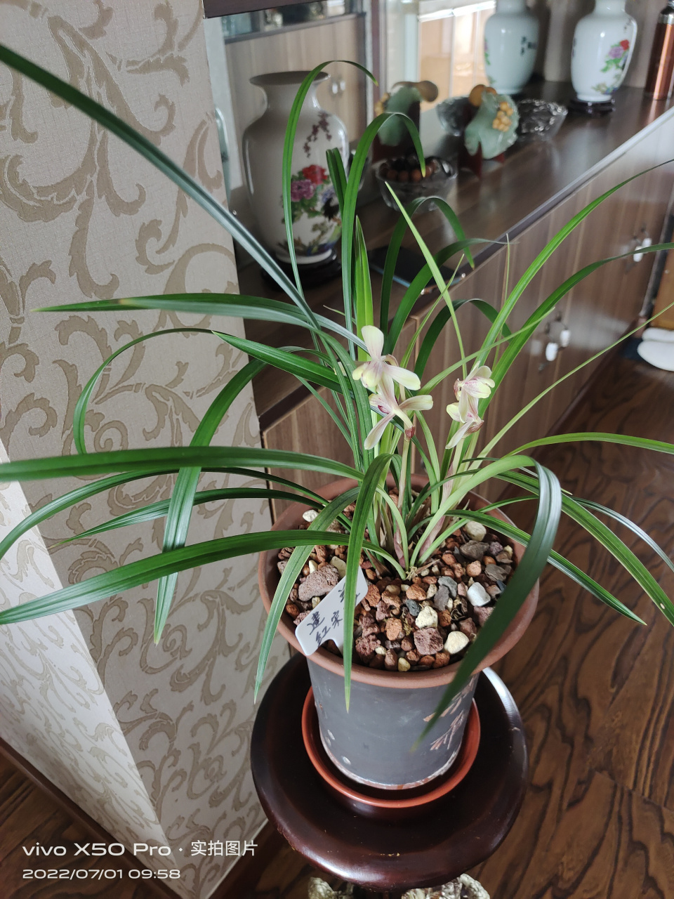 家里养的建兰红宋梅已经开品10天了,叶片飘逸,翠绿,浓香