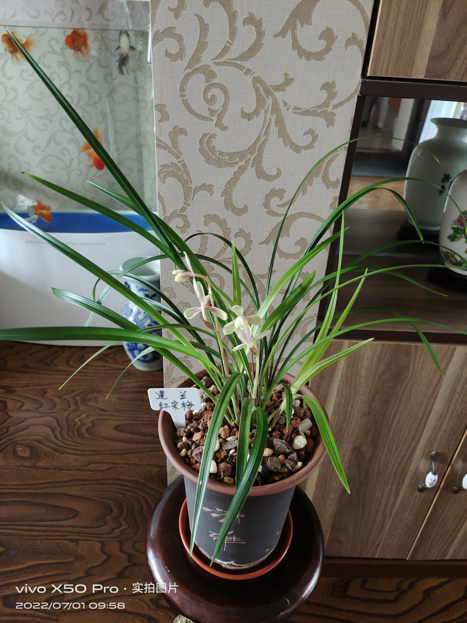 家里养的建兰红宋梅已经开品10天了,叶片飘逸,翠绿,浓香