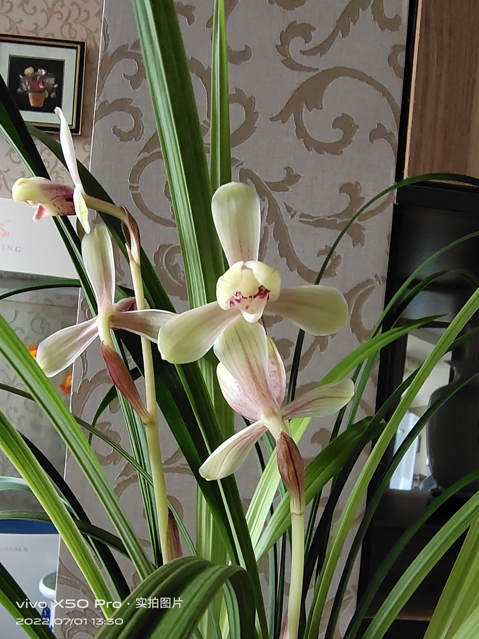 家里养的建兰红宋梅已经开品10天了,叶片飘逸,翠绿,浓香