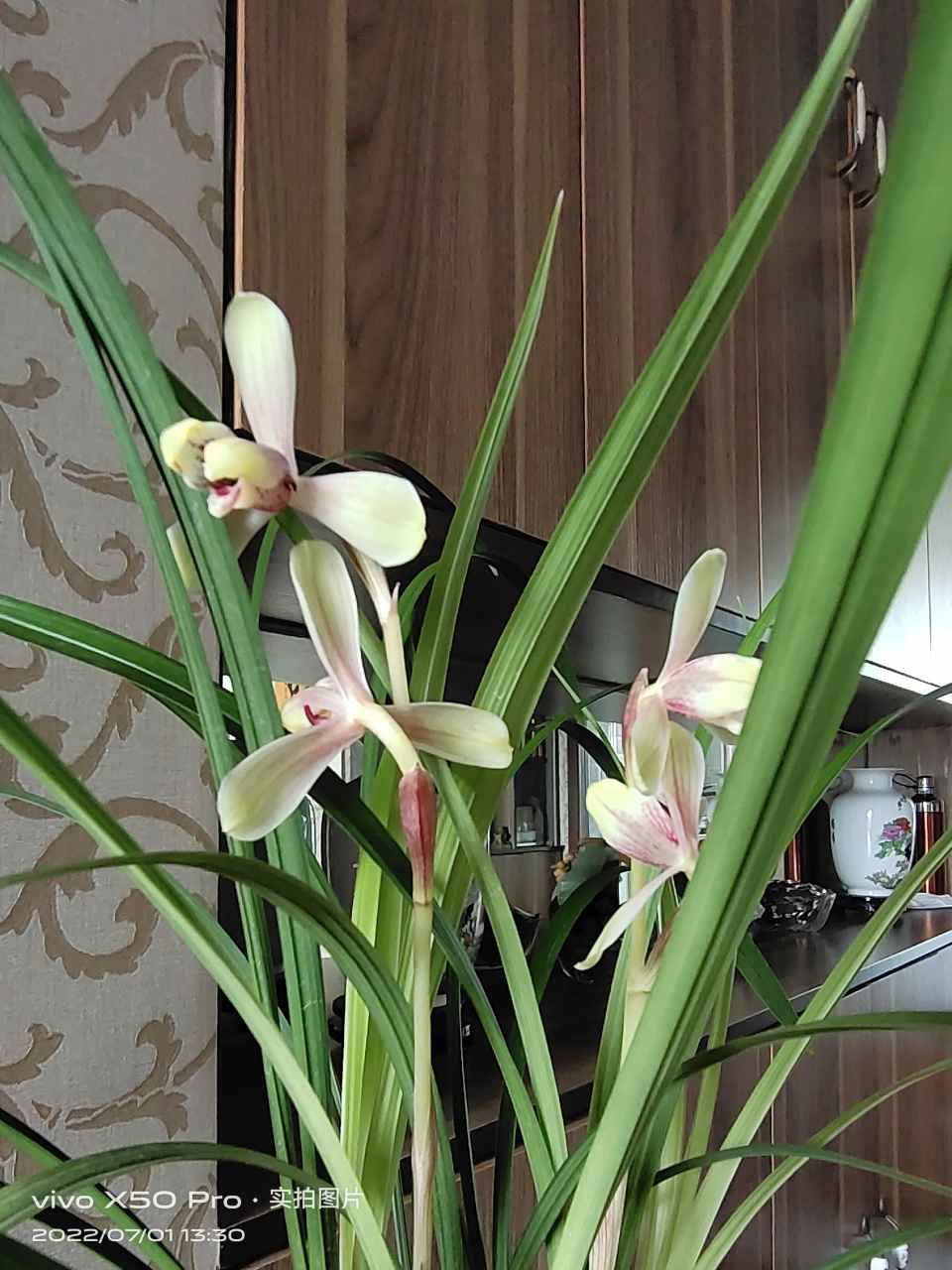 家里养的建兰红宋梅已经开品10天了,叶片飘逸,翠绿,浓香